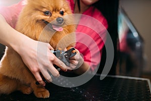 Pet groomer hands cuts with clippers claws of dog