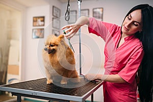 Pet groomer with scissors makes grooming dog