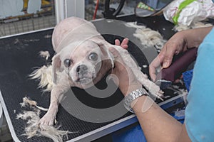 A pet groomer shaves a shih tzu dog bare. Stripped of her fur and essentially naked. At a dog salon or vet clinic