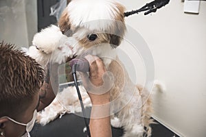 A pet groomer trims the underbelly of a young Lhasa Apso with a hair trimmer. Getting a haircut at a dog grooming salon