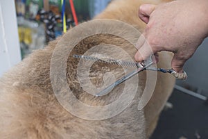 A pet groomer uses a pair of thinning shears to cut the back fur of a chow chow dog. At a pet salon spa or veterinarian clinic