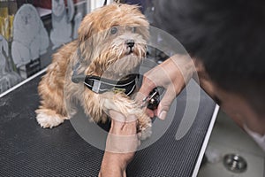 A pet groomer uses a pliers-style nail clipper on the paw of a young Lhasa Apso. At a dog salon or vet clinic