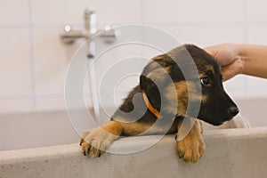 Pet groomer washing dog in grooming salon.Professional animal care service in vet clinic. Veterinarian washes puppy