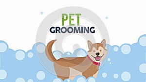 pet grooming bath time animation