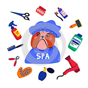 Pet grooming concept. Dog spa. Bulldog shower cap with grooming elements comb, shampoo, hand dryer etc. on white