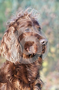 Pet grooming concept - funny furry dog with long hair