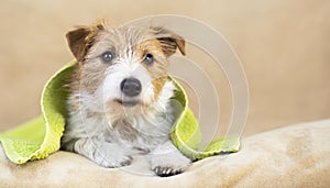 Pet grooming concept, furry happy dog puppy with towel