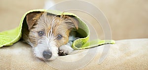 Pet grooming concept, web banner of a furry happy dog puppy with towel