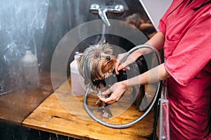 Pet grooming, dog washing in groomer salon
