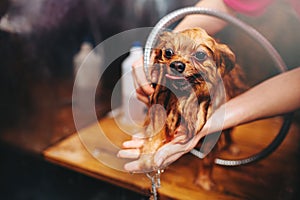 Pet grooming, dog washing in groomer salon photo