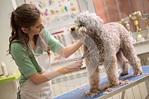 Pet grooming with scissors