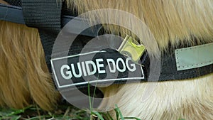 Pet with guide dog inscription on collar lying on grass, specially trained dogs