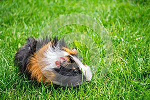 pet guinea pig on juicy grass