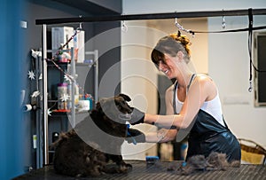 Pet hairdresser woman cutting fur of cute black dog