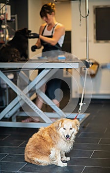 Pet hairdresser woman cutting fur of cute black dog