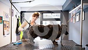 Pet hairdresser woman cutting fur of cute black dog