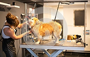 Pet hairdresser woman cutting fur of cute yellow dog