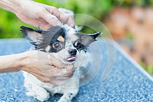 Pet health care, Pet shower, Bathing a dog