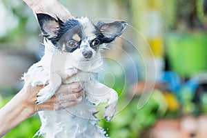 Pet health care, Pet shower, Bathing a dog