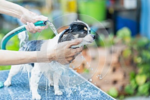 Pet health care, Pet shower, Bathing a dog