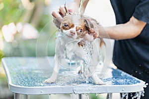 Pet health care, Pet shower, Bathing a dog