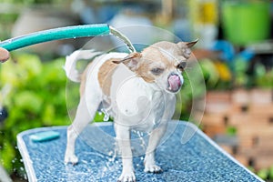 Pet health care, Pet shower, Bathing a dog