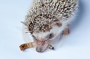 A pet hedgehog eats a larva of a mealworm on a white background close-up