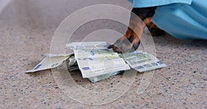 Pet holding out money hand picking euro currency exchange trade shadow market f