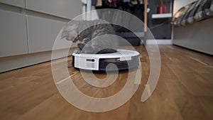 Pet and housework, smart technology concept. Robot vacuum cleaner and playing gray tabby Scottish Straight kitten at