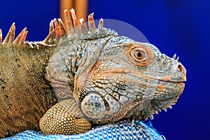 Pet iguana resting on a pillow