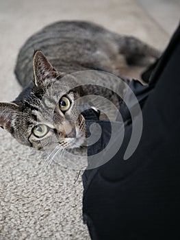 Pet kitten playing with backpack on the floor