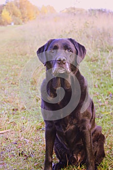 Pet Labrador