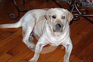 Pet Labrador in China waiting for his dinner.