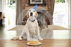 Pet labrador dog celebrating birthday at home