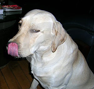 Pet Labrador licking his lips after his dinner.