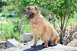 Pet large red dog bullmastiff