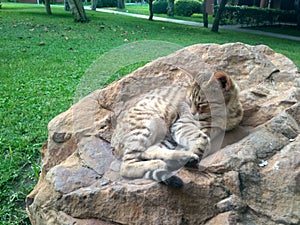 Pet lies on stone and enjoys, cat disguised as rock