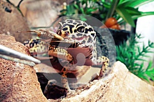 Gecko Lizard Eublephar Eats Cricket