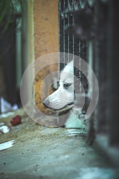 Pet looking outside from home gate.While everyone is staying indoors during the Coronavirus lockdown with our pets. Being locked