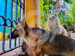 Pet looking outside from home gate.While everyone is staying indoors during the Coronavirus lockdown with our pets. Being locked