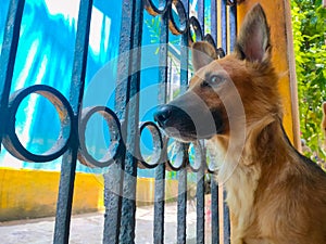 Pet looking outside from home gate.While everyone is staying indoors during the Coronavirus lockdown with our pets. Being locked