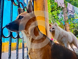 Pet looking outside from home gate.While everyone is staying indoors during the Coronavirus lockdown with our pets. Being locked