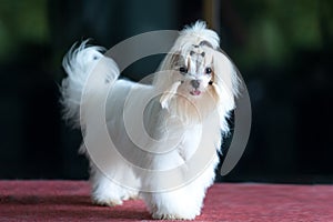 Pet Lover concept. Maltese dog long hair on the table. Dogs that are preparing for the breed standard competition