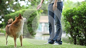 Pet Lover. Shiba Inu dog breed In the park in the spring