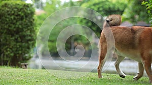 Pet Lover. Shiba Inu dog breed In the park in the spring. Shiba Inu dog has Picnicking in the garden.