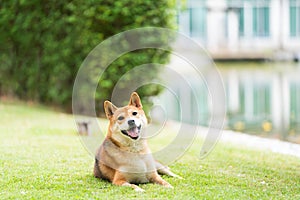 Pet Lover. Shiba Inu dog breed In the park in the spring. Shiba Inu is a dog in the Spitz group of Japan