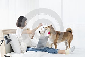 Pet Lover. A young Asian woman with a Shiba Inu and a Maltese puppy on the bed in her bedroom. A young woman is working on a home