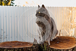 A pet Maine Coon cat of gray graphite color climbs and walks among the dry branches of trees in the garden.