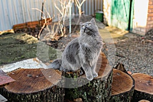 A pet Maine Coon cat of gray graphite color climbs and walks among the dry branches of trees in the garden.