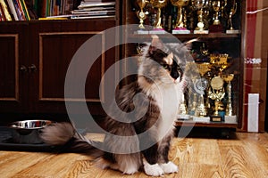 Pet, the Maine Coon is the champion of cat shows